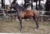 ������ (GALMASAN) ����