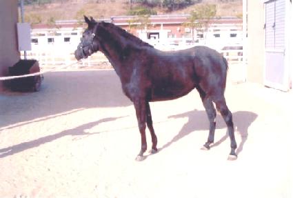 ����غ� ����