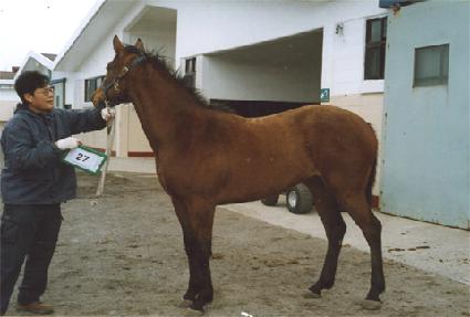 �������Ƽ ����