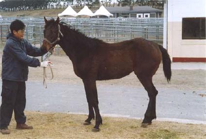 ������ ����