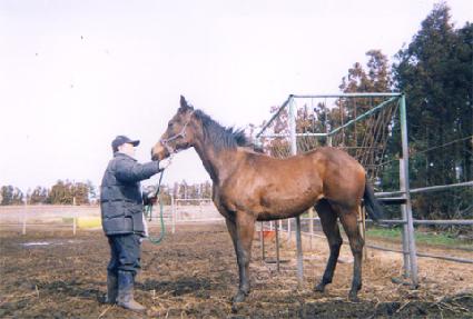 �ִϱ� ����