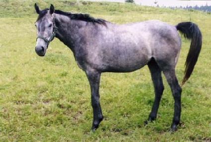 �ص����� ����