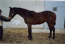 Ȧ�ο����̺� (HOLEINONEFIVE) ����