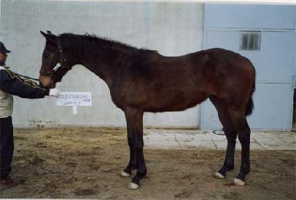 Ȧ�ο����̺� ����