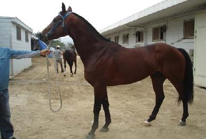 ĳ�� ����