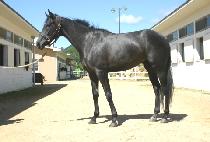 ������ũ (SLAKE) ����