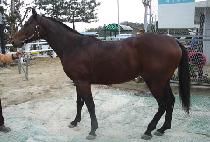 ���Ͼ� (MANIA) ����