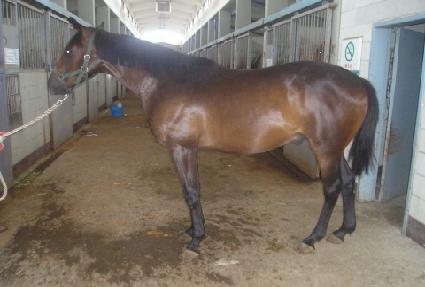 ÷�ܹ�ȭ ����