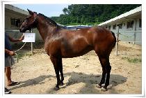 ���ѱ�� (MUHANGIDAE) ����