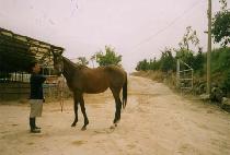 �ƶ󸮿� (ARARIO) ����