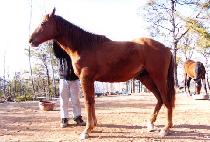 �������� (BEOTKKOT CHUKJE) ����