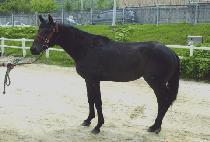 ���̴׾ַο� (SHINING ARROW) ����