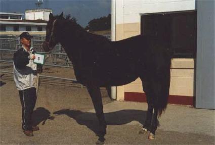 �ڷγ� ����