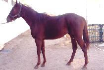 �ְ��ǽ��� (CHOEGOUI SEUNGJA) ����