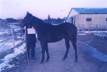 �︮���� ����