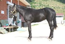 ��Ʋ����� (BATTLEHERO) ����