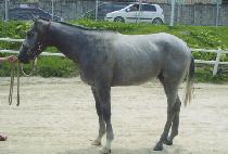 �׷��̰���Ʈ (GREY GHOST) ����