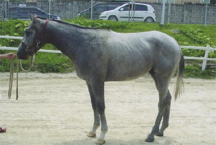 �׷��̰���Ʈ ����