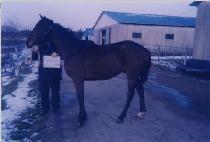 �׼��콺 (THESEUS) ����