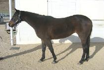 ��Ʈ���� (LAST WINNER) ����