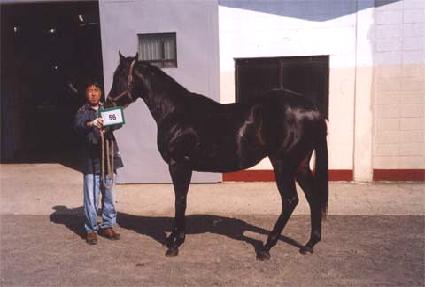 ���¸��� ����