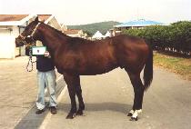 ��󺸿� (BRAVO ONE) ����