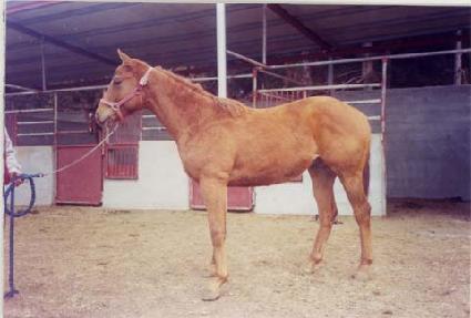 ����Ʈ���� ����