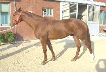 �����ظ� (SUPER HAMMER) ����