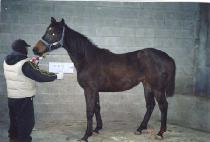 ����Ʈ���� (BEST SELLER) ����