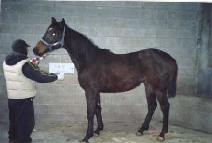 ����Ʈ���� ����