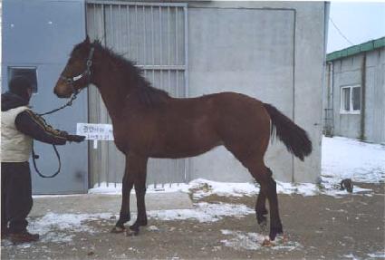 ���ö��̾�Ʈ ����