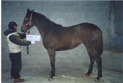 �Ⱑ����Ʈ ����