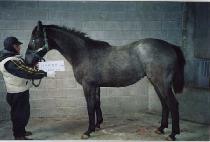 ����Ʈ��Ÿ (PERFECT STAR) ����