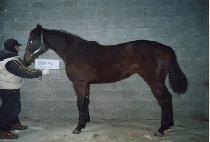 ������ (MARUHAN) ����