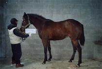 ����ƮĹ (LIGHT CAT) ����