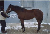 �۶��̵��轼 (GLIDING  THOMPSON) ����