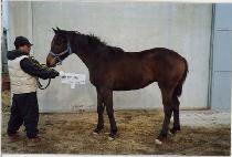 ��ǳ (GANGPUNG) ����