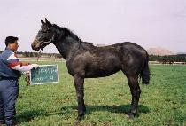 �������� (JEIL JIJON) ����