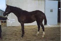 ������ȣ (MUJEOK GANGHO) ����