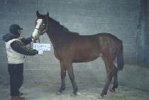 ���� (GWASI) ����