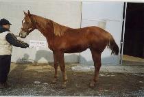 �Ѷ��� (HALLA GISANG) ����