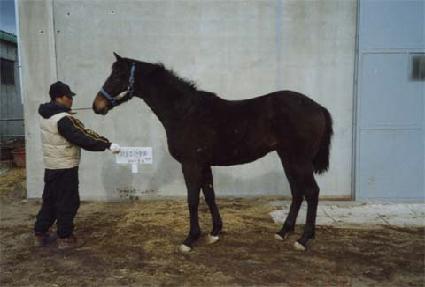 �������� ����