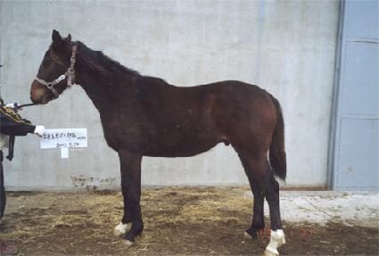 ��Ű�Ͽ콺 ����