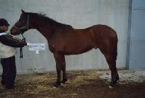 ����� (HERO) ����