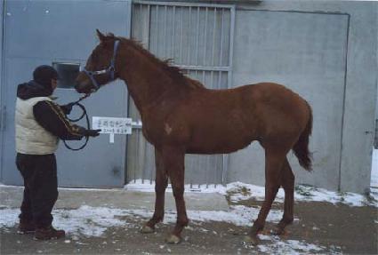 �����ī ����