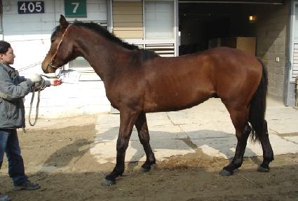 ������ ����