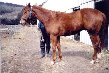 ������Ʈ ����