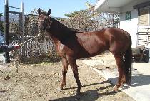 �ָ���ǳ (JUMAL POKPUNG) ����