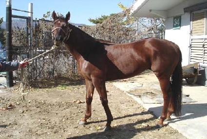 �ָ���ǳ ����