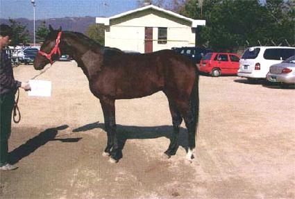 ���Ӵ�� ����